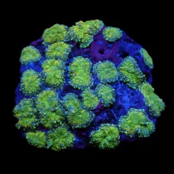 Rhodactis inchoata (Grade A) | S