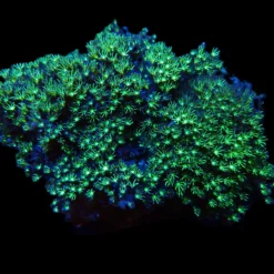 Pachyclavularia violacea (Green) | L