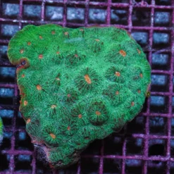 Mycedium spp. (Premium) | S