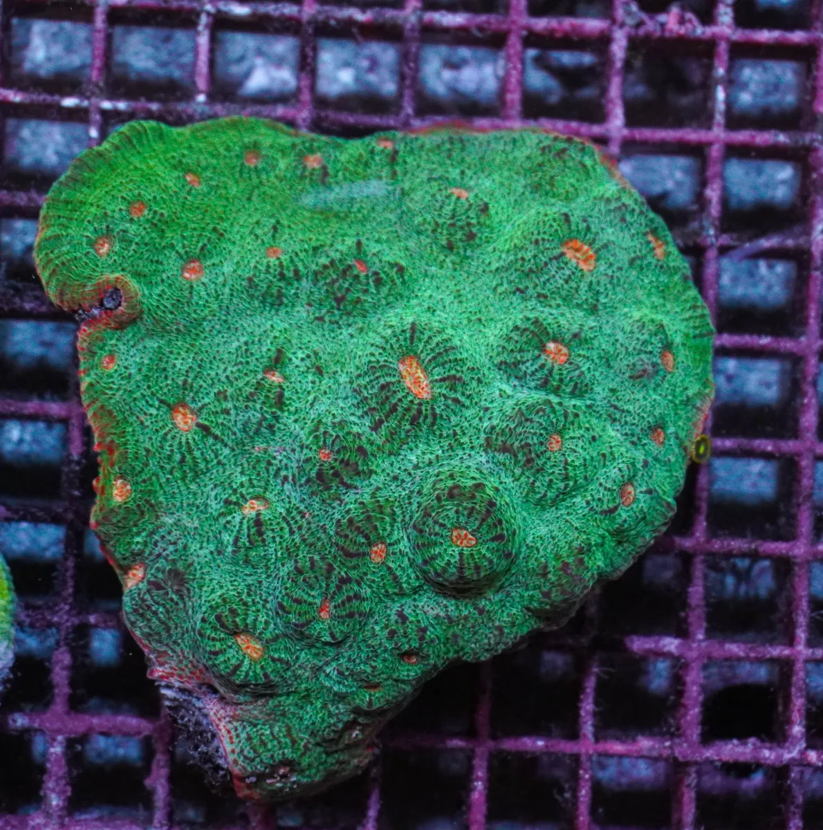 Mycedium spp. (Premium) | M