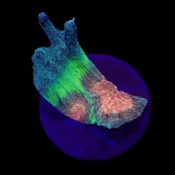 Pectinia spp. (Orange Center) (frag) | FRAG