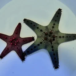 Pentaceraster regulus | All sizes
