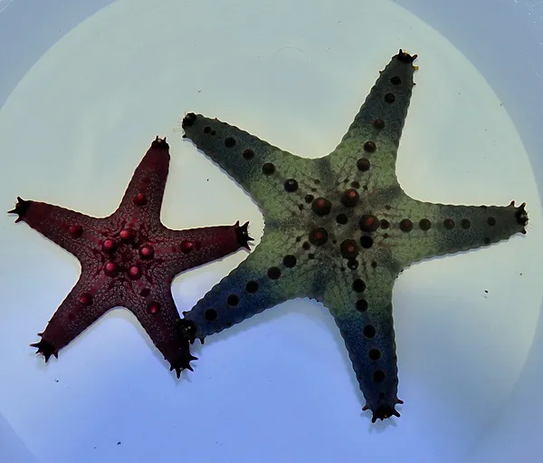 Pentaceraster regulus | All sizes