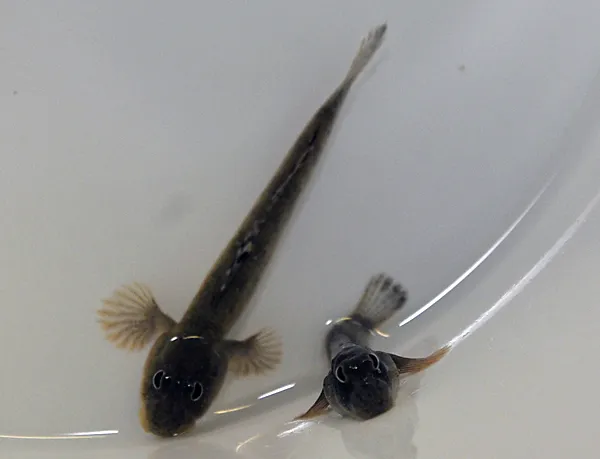 Periophthalmus kalolo | All sizes