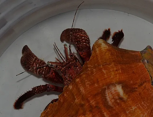 Petrochirus diogenes | XXXL