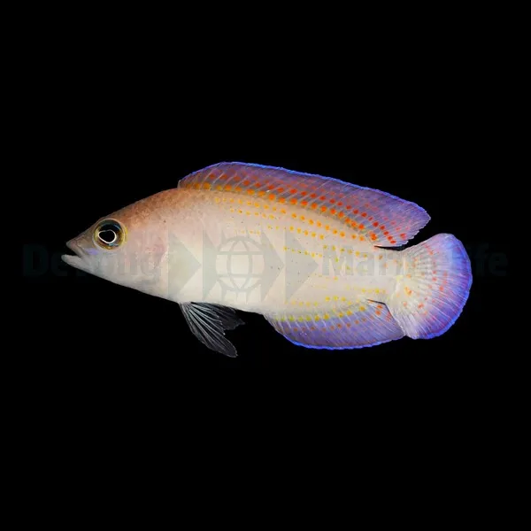Pholidochromis cerasina | All sizes