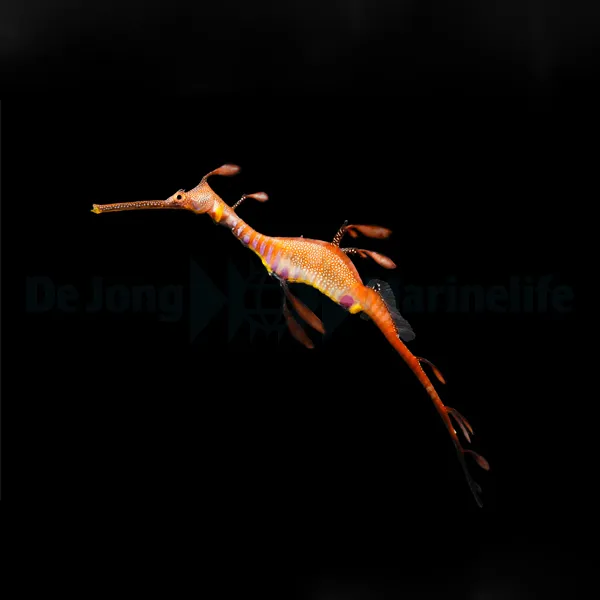 Phyllopteryx taeniolatus - T.B. (Temperate water) | S/M