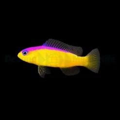 Pictichromis diadema | All sizes