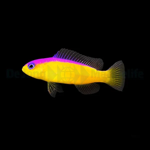 Pictichromis diadema | All sizes