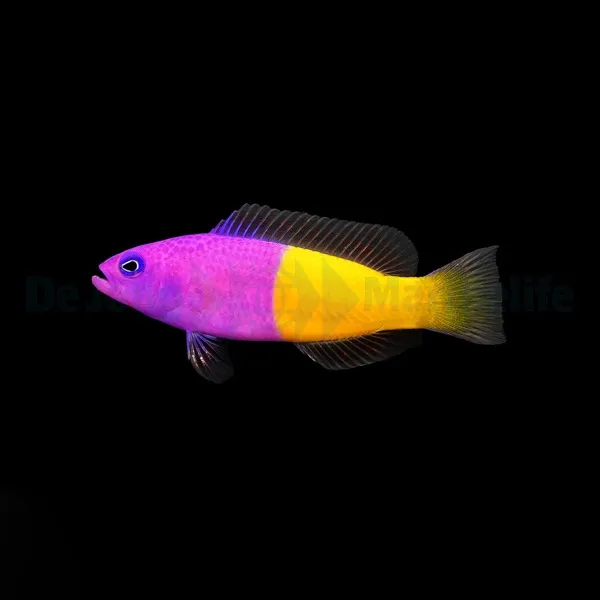 Pictichromis paccagnellae | All sizes
