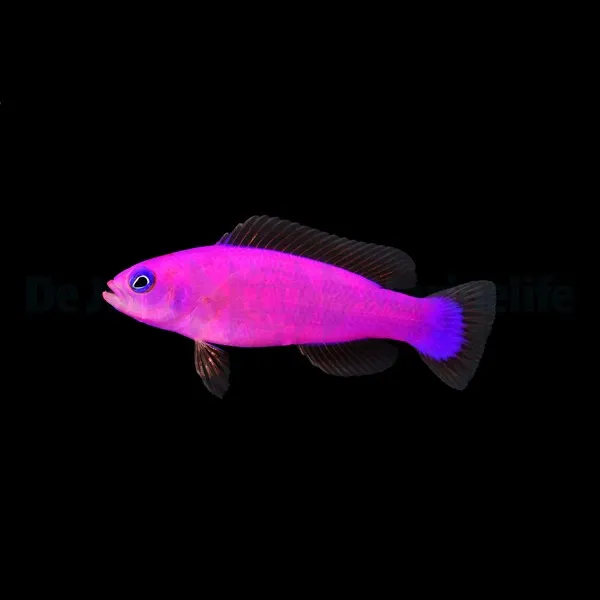 Pictichromis porphyrea | All sizes