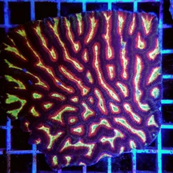 Platygyra spp. (Ultra) | T