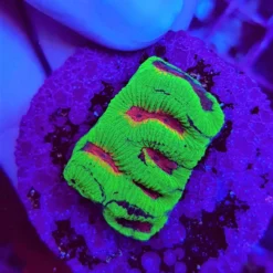 Platygyra spp. (Ultra) (frag) | FRAG