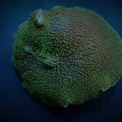 Platyzoanthus mussoides (Green) (per ear) | S