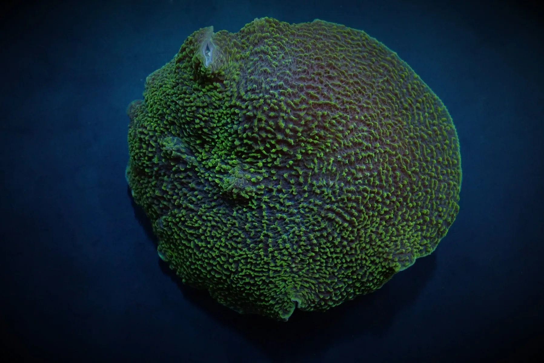 Platyzoanthus mussoides (Green) | M
