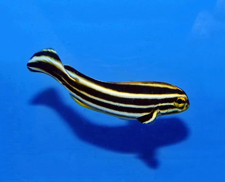 Plectorhinchus polytaenia | M