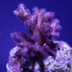 Pocillopora acuta (Pink-Purple) (frag) | FRAG