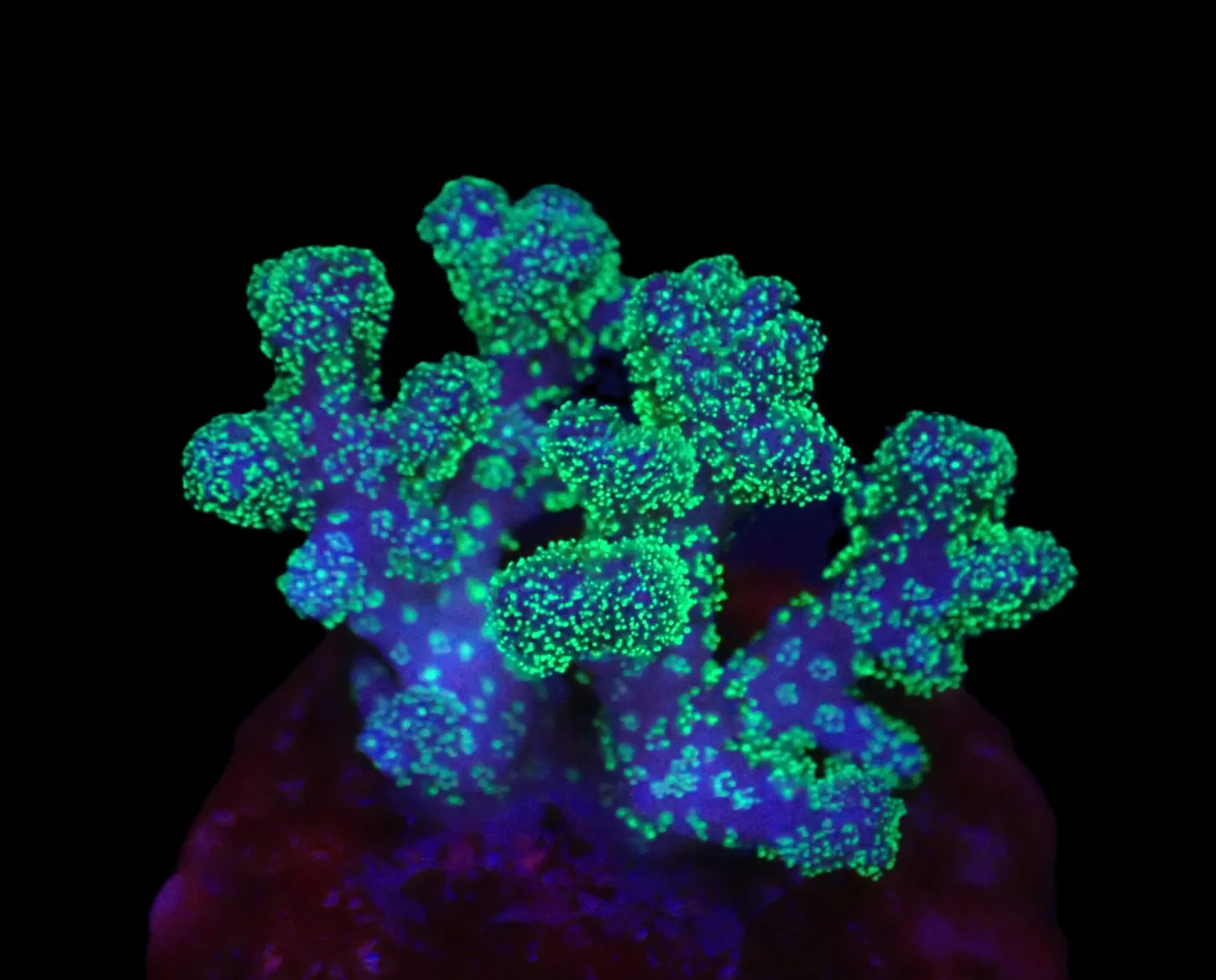 Pocillopora Acuta (Special Coloured) o 628