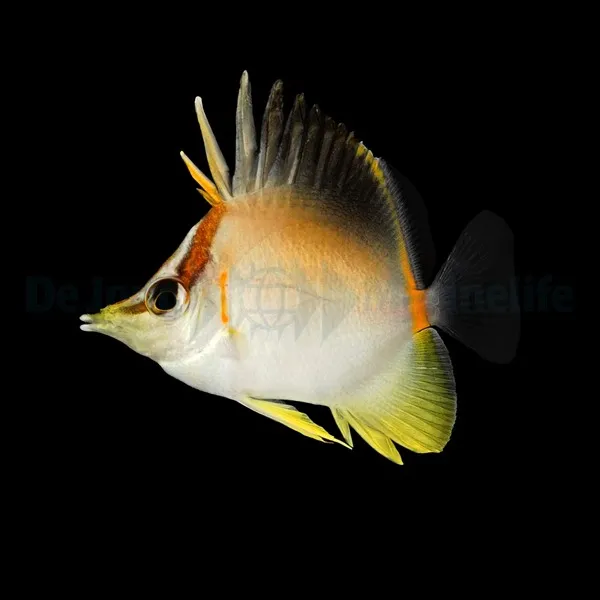Prognathodes aculeatus | L