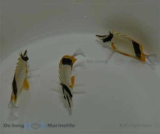 Prognathodes marcellae | M