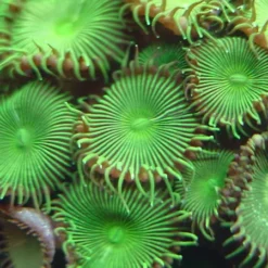 Protopalythoa spp. (Green) (Grade A) | L