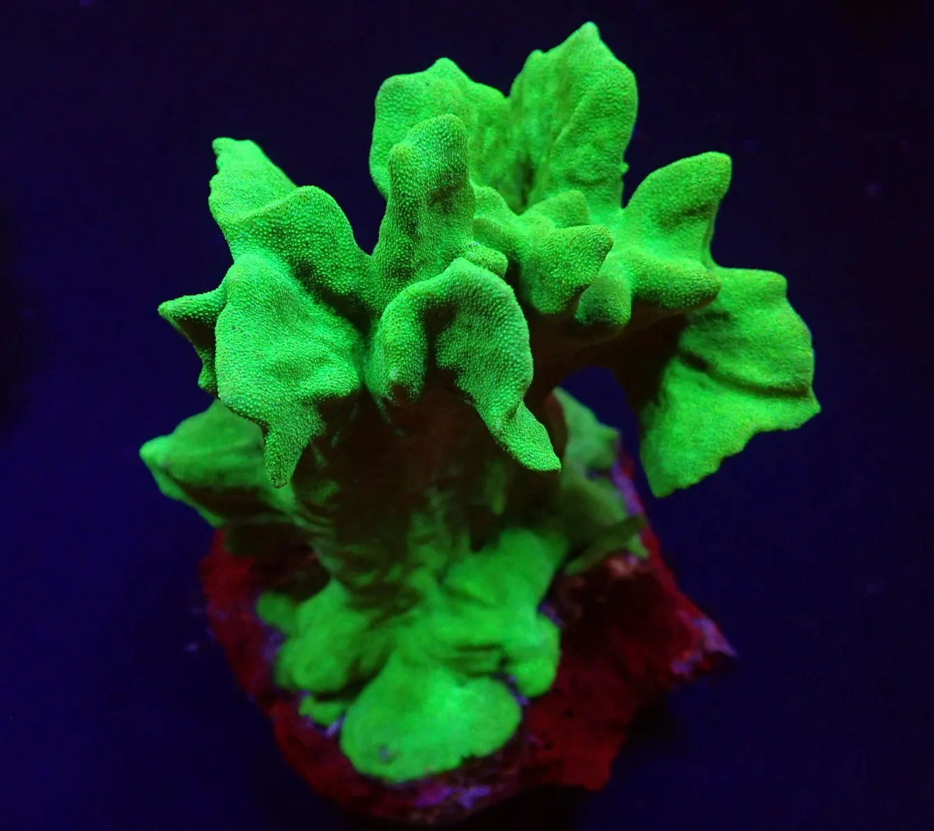 Psammocora spp. (Branched) | L