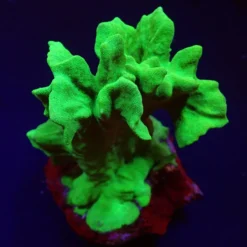 Psammocora spp. (Branched) | M