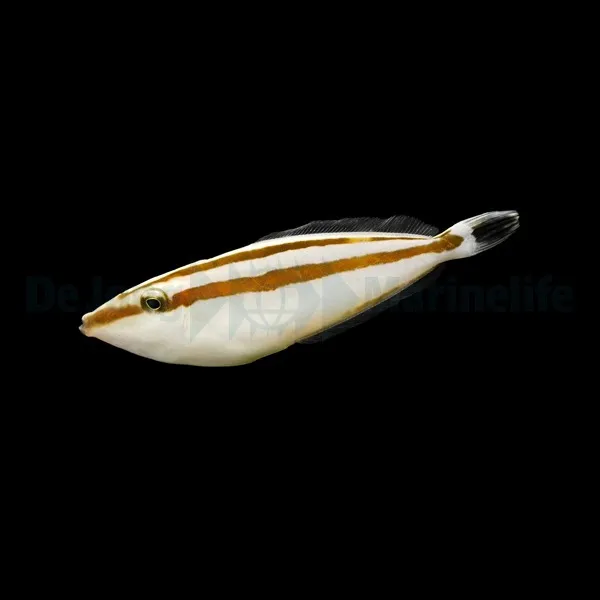 Pseudalutarius nasicornis (female) | All sizes