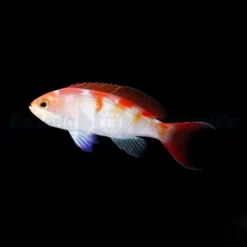 Pseudanthias cooperi | All sizes