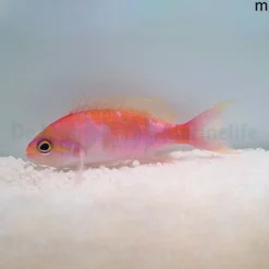 Pseudanthias hutomoi | All sizes