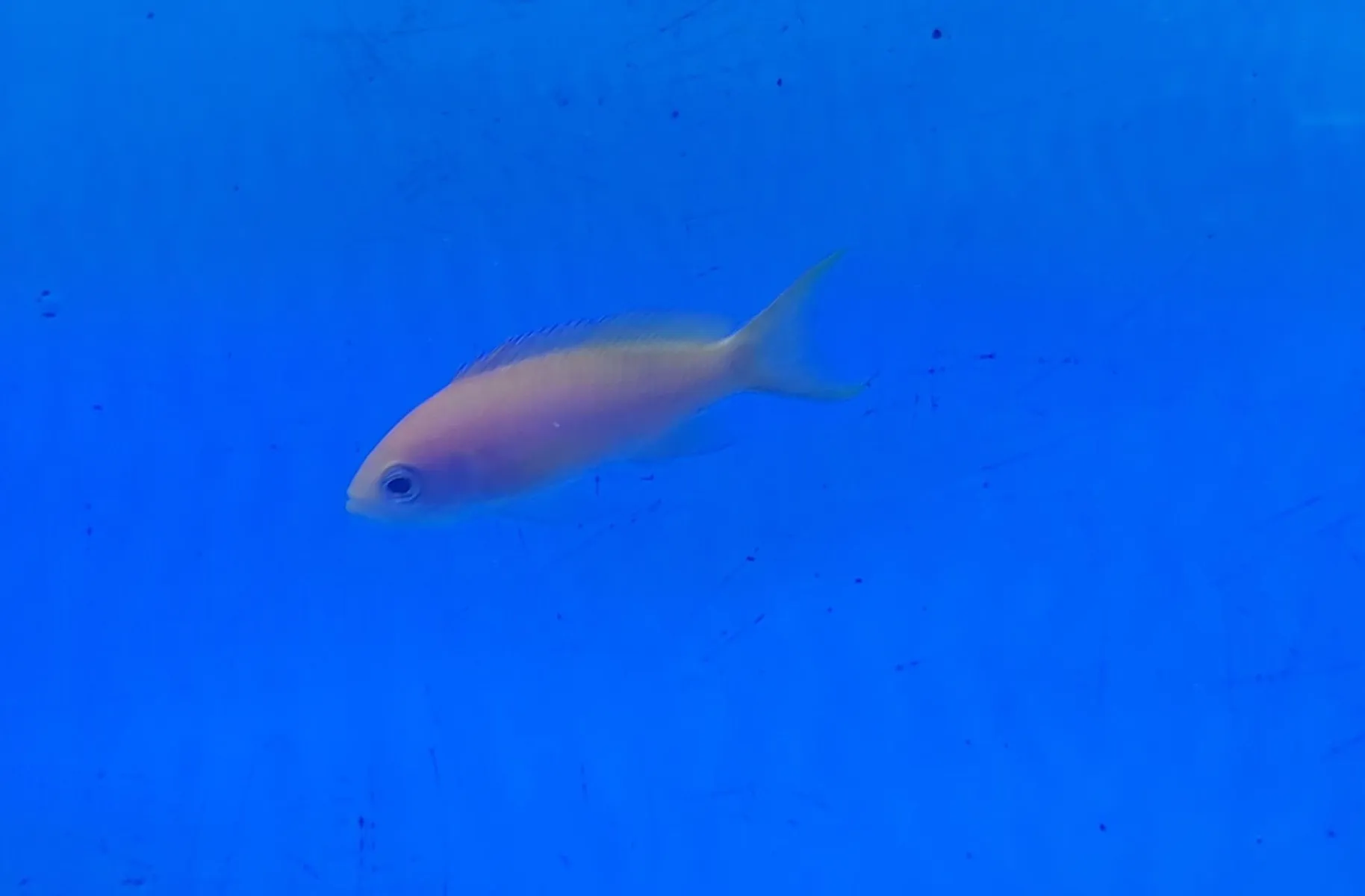 Pseudanthias mica (female) | All sizes
