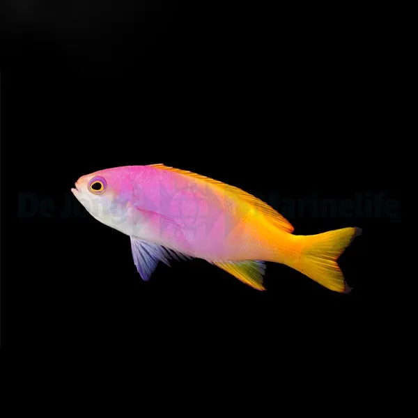 Pseudanthias pictilis (female) | All sizes