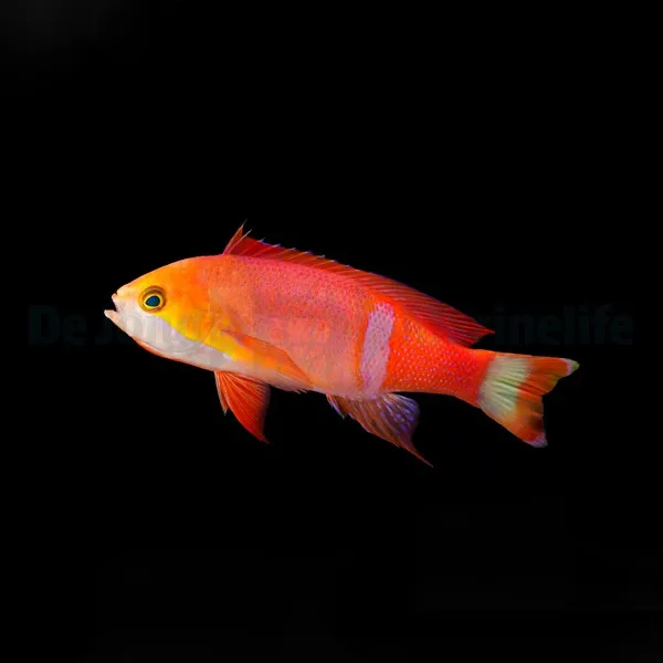 Pseudanthias pictilis (male) | All sizes