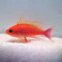 Pseudanthias pulcherrimus (male) | All sizes