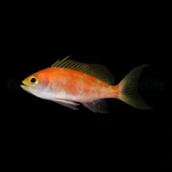 Pseudanthias pulcherrimus (female) | All sizes