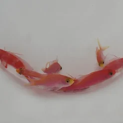 Pseudanthias randalli | All sizes