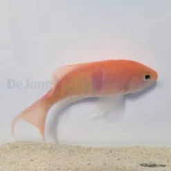 Pseudanthias rubrizonatus | All sizes