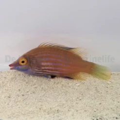 Pseudocheilinops ataenia | All sizes