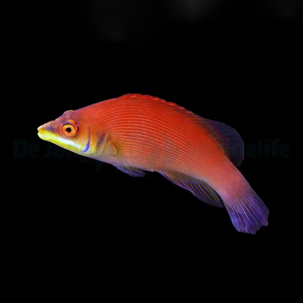 Pseudocheilinus evanidus | All sizes