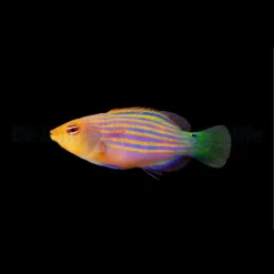 Pseudocheilinus hexataenia | All sizes