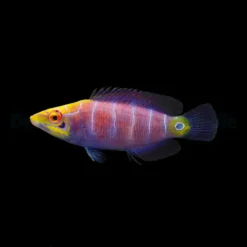 Pseudocheilinus ocellatus | All sizes