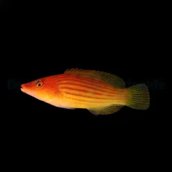Pseudocheilinus octotaenia | All sizes