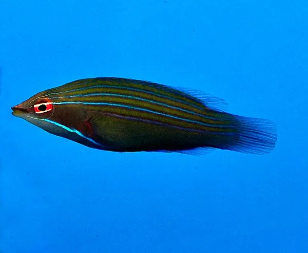 Pseudocheilinus tetrataenia | All sizes