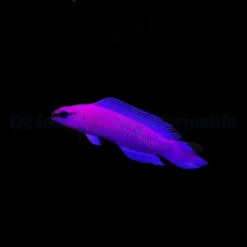 Pseudochromis fridmani - DJM Bred | All sizes