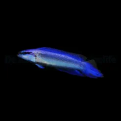 Pseudochromis indigo (dejongi) - DJM Bred | All sizes