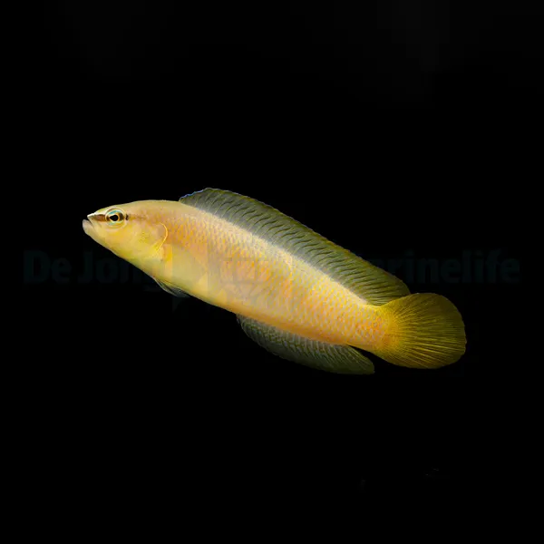 Pseudochromis leucorhynchus | All sizes