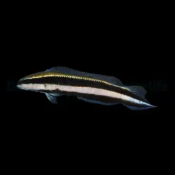 Pseudochromis sankeyi - DJM Bred | All sizes
