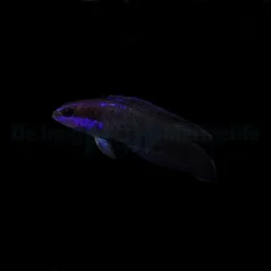 Pseudochromis springeri - DJM Bred | All sizes