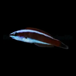 Pseudodax moluccanus (Juvenile) | All sizes