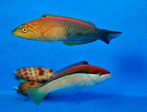 Pseudojuloides atavai (male) | All sizes